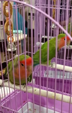 Продажа попугаев неразлучников с клеткой - Животные в Чита