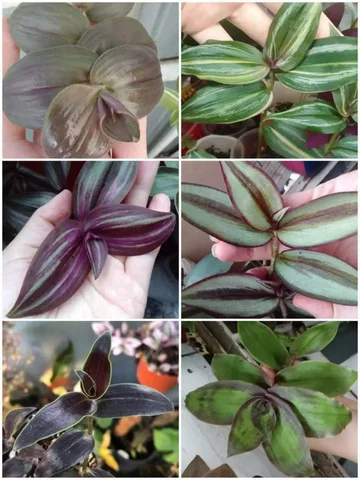 Традесканции на продажу - Хобби и отдых в Чита