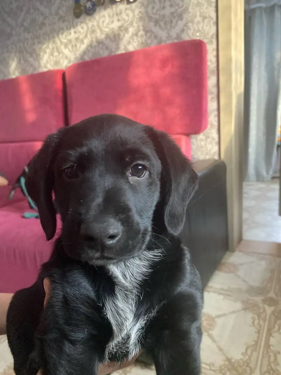 Отдам щенков метиса поинтера в добрые руки - Собаки (Животные) в Чита