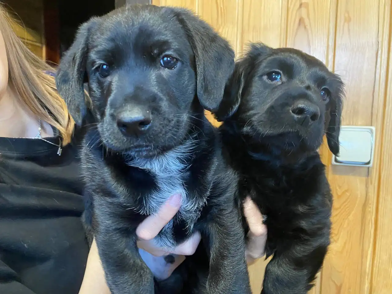 Отдам щенков метиса поинтера в добрые руки - Собаки (Животные) в Чита