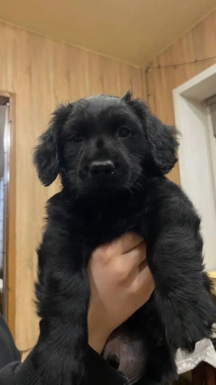 Отдам щенков метиса поинтера в добрые руки - Собаки (Животные) в Чита