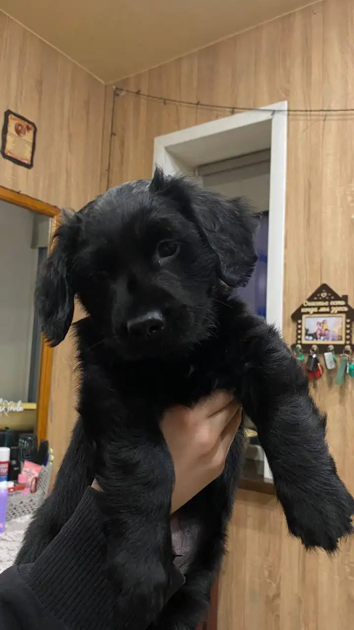 Отдам щенков метиса поинтера в добрые руки - Собаки (Животные) в Чита