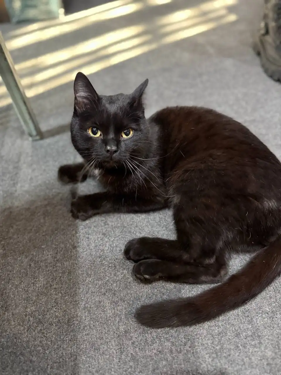 Найден кот в районе музея Декабристов - Животные в Чита