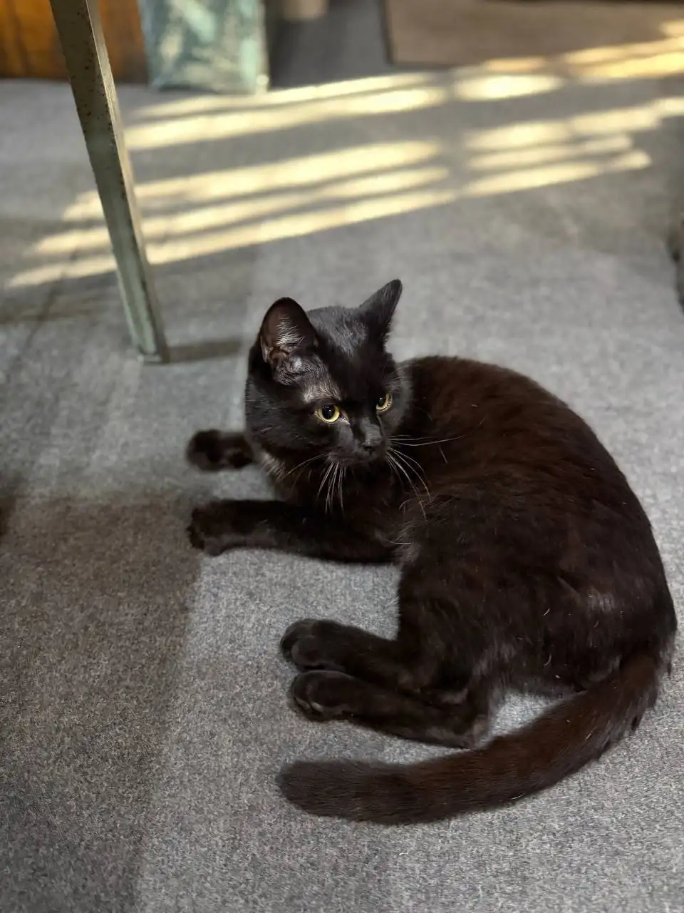 Найден кот в районе музея Декабристов - Животные в Чита