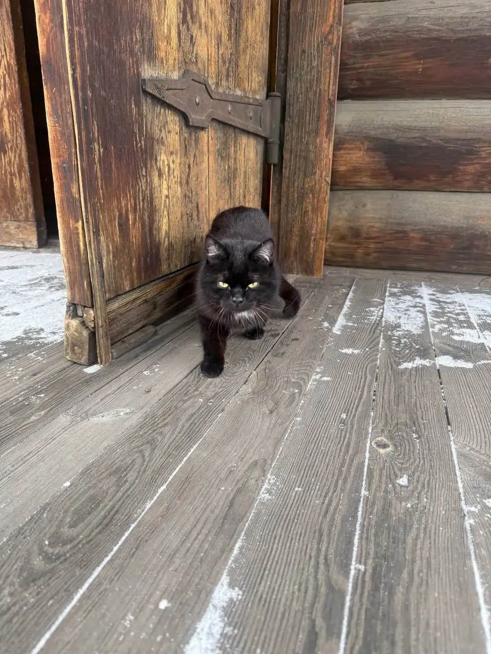 Найден кот в районе музея Декабристов - Животные в Чита