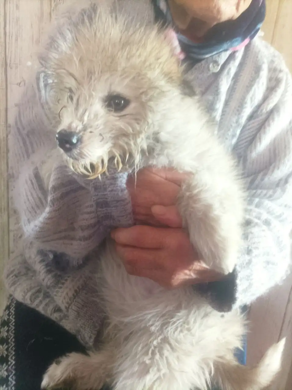 Девочка пуделек отдаем в добрые руки - Собаки (Животные) в Чита