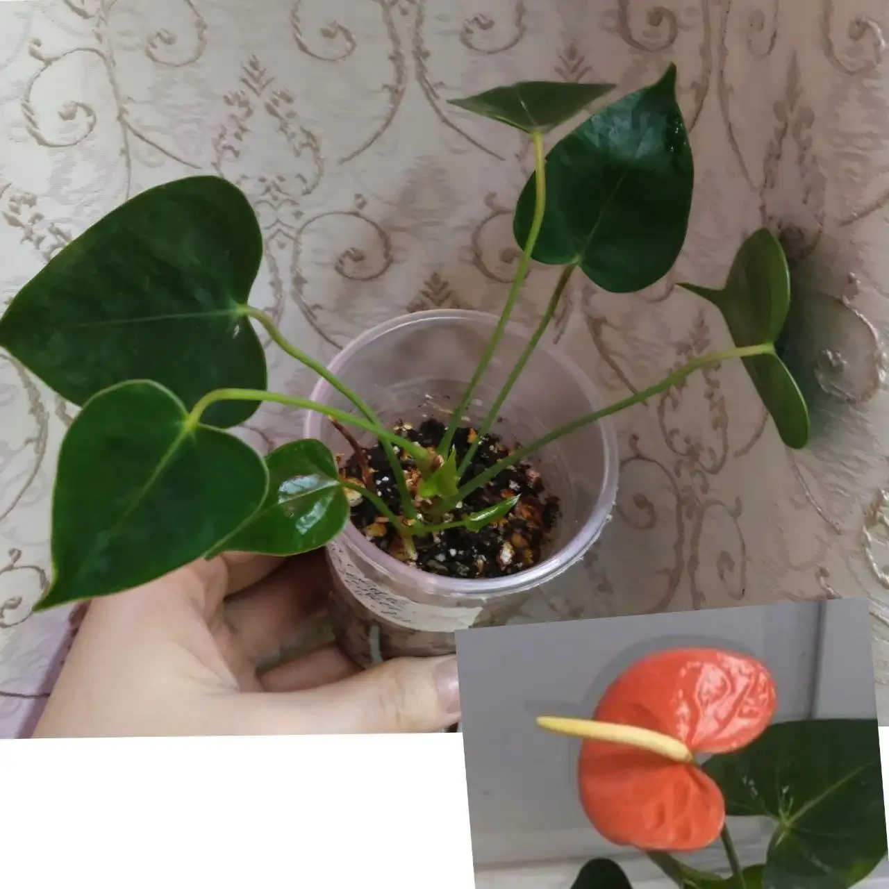 Продажа антуриума оранжевого - Растения (Хобби и отдых) в Чита