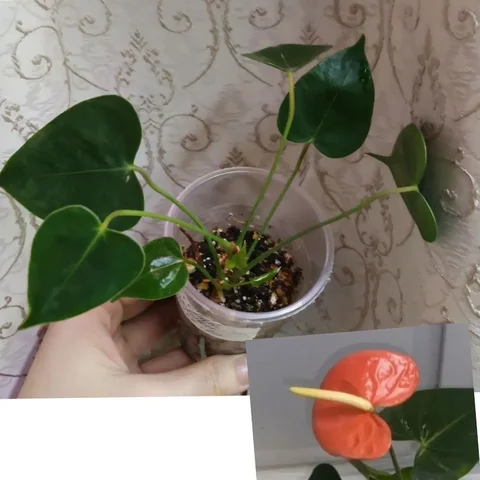 Продажа антуриума оранжевого - Хобби и отдых в Чита