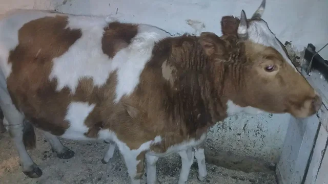 Продажа коровы с теленком - Животные в Чита