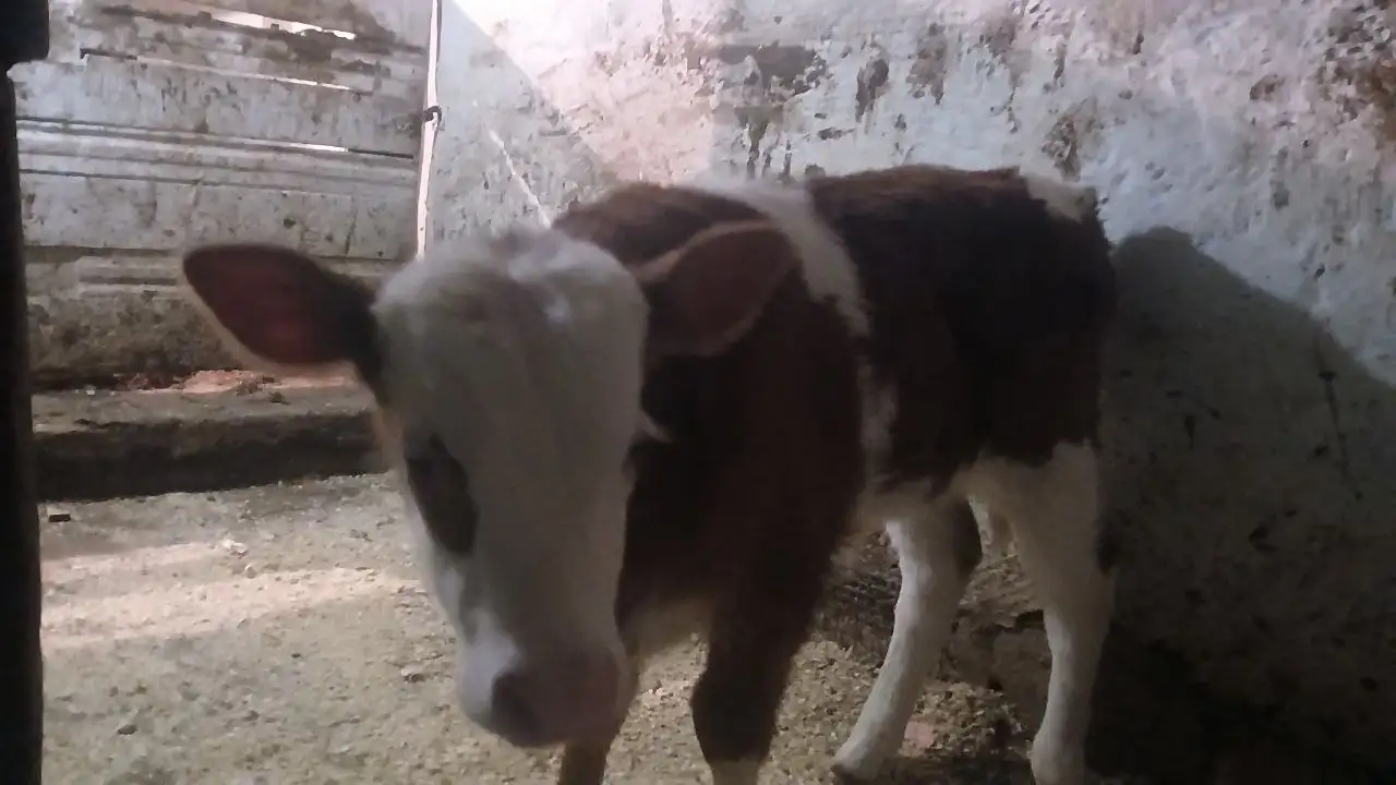 Продажа коровы с теленком - Крупный рогатый скот (Животные) в Чита