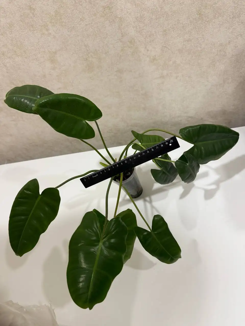 Филодендрон Бурле макс - Комнатные растения (Хобби и отдых) в Чита