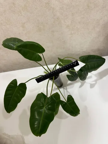 Филодендрон Бурле макс - Хобби и отдых в Чита