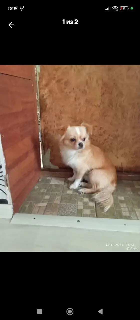 Потерялся чихуахуа в районе МЖК - Потерянные животные (Животные) в Чита