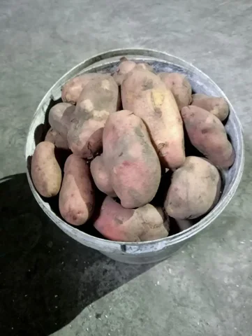 Продам картофель мешками и ведрами - частное объявление в Чита