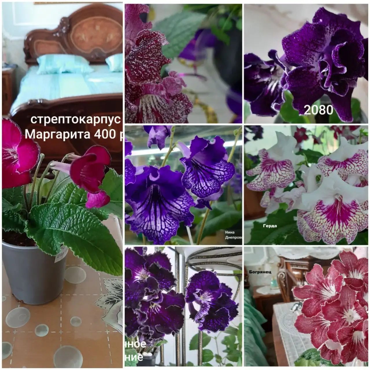 Продам стрепсоа детки и цветущий стрепс в Чите - Барахолка в Чита