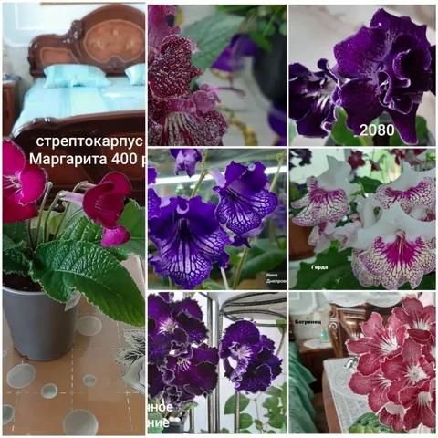 Продам стрепсоа детки и цветущий стрепс в Чите - частное объявление в Чита