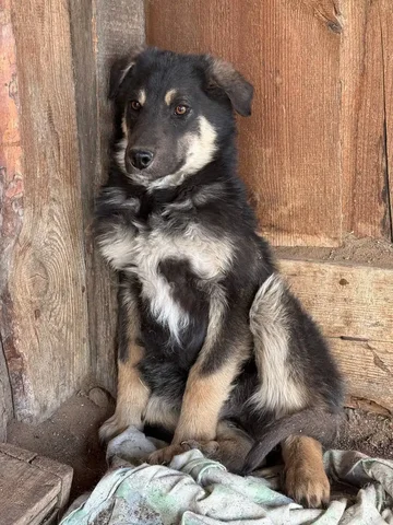 Щенок в добрые руки - частное объявление в Атамановка