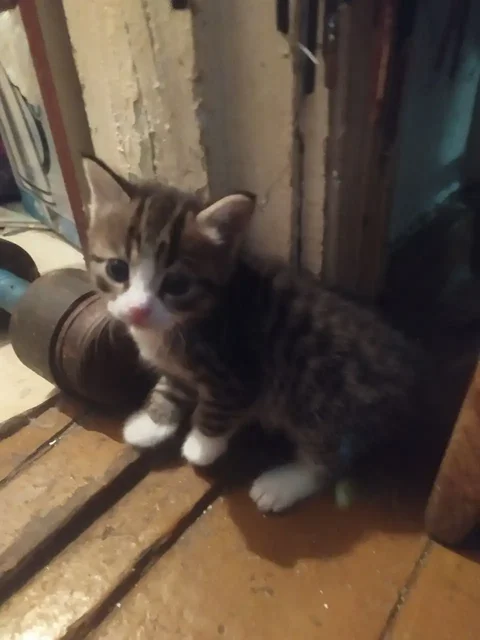 Кошечка и кот в подарок - частное объявление в Чита