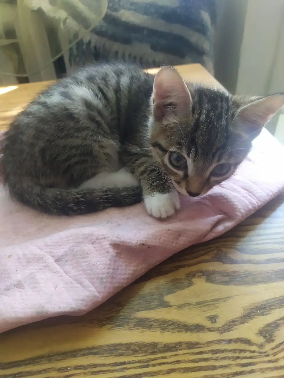 Кошечка и кот в подарок - Кошки (Животные) в Чита