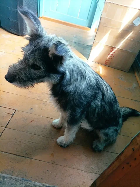 Собака Белка в добрые руки - Собаки в Чита