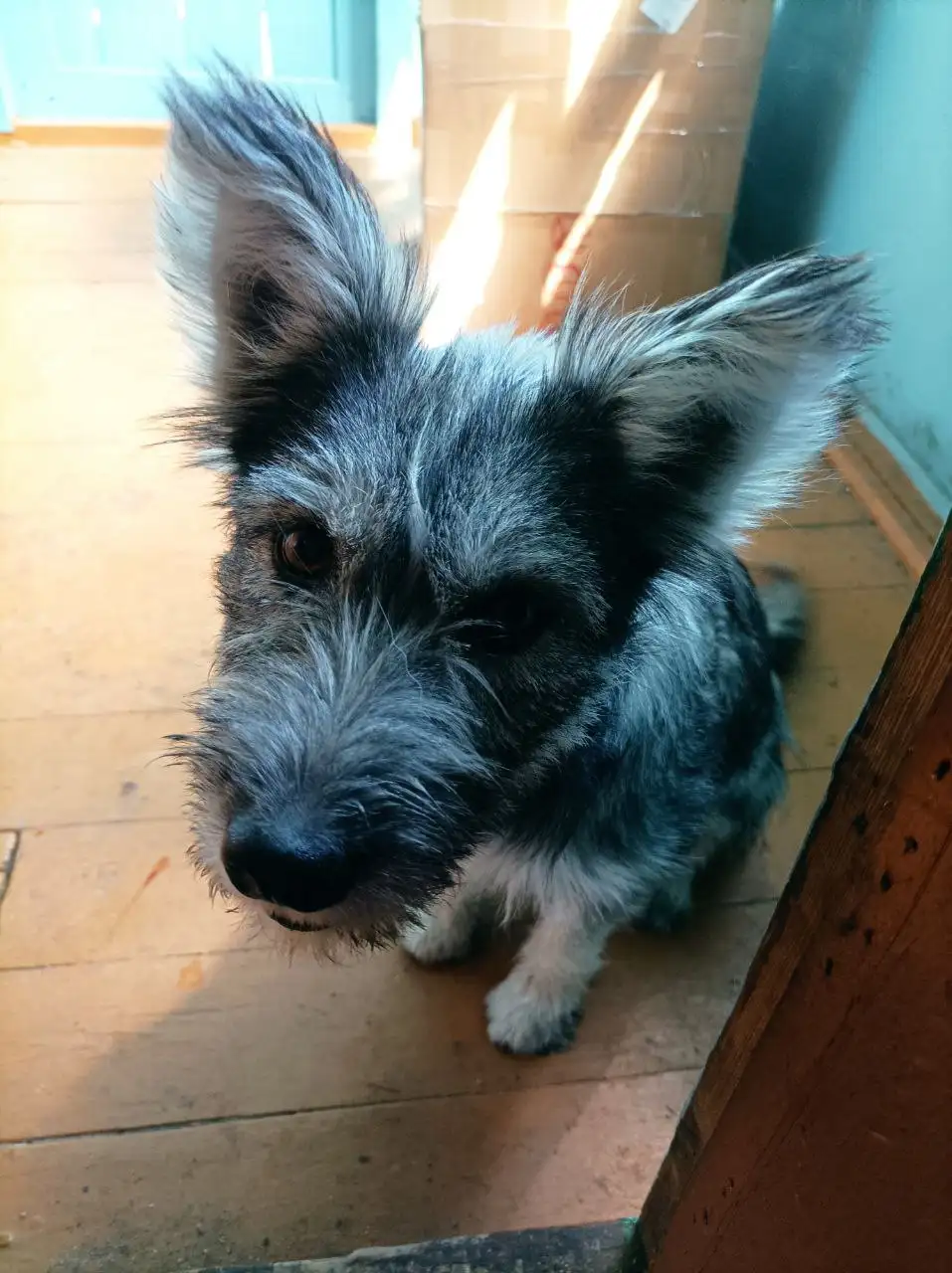 Собака Белка в добрые руки - Собаки (Животные) в Чита