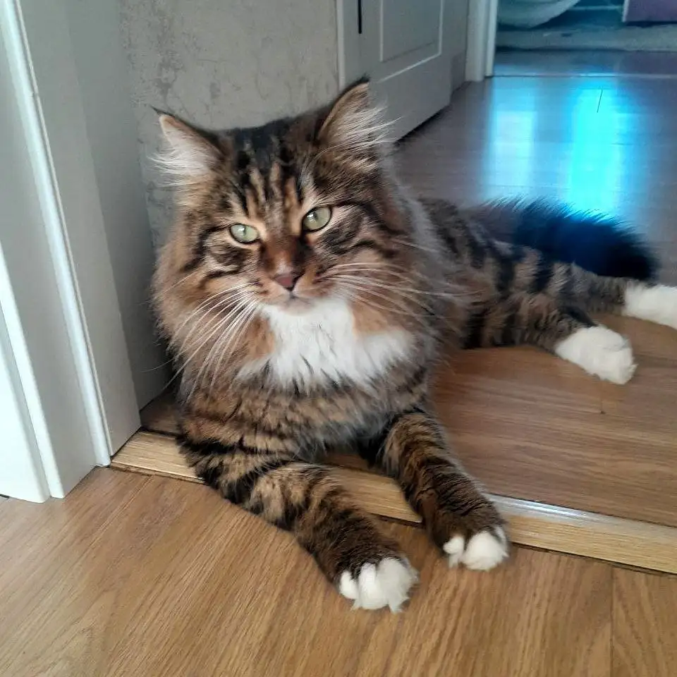 Кот с характером ищет дом - Кошки (Животные) в Чита