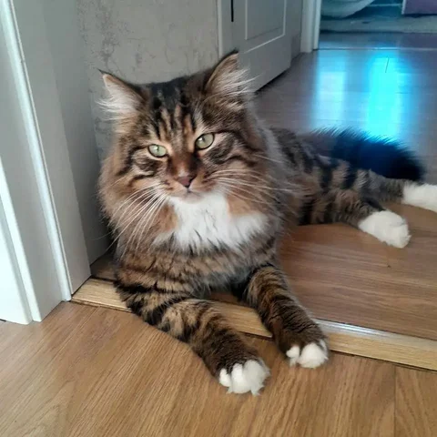 Кот с характером ищет дом - Кошки в Чита