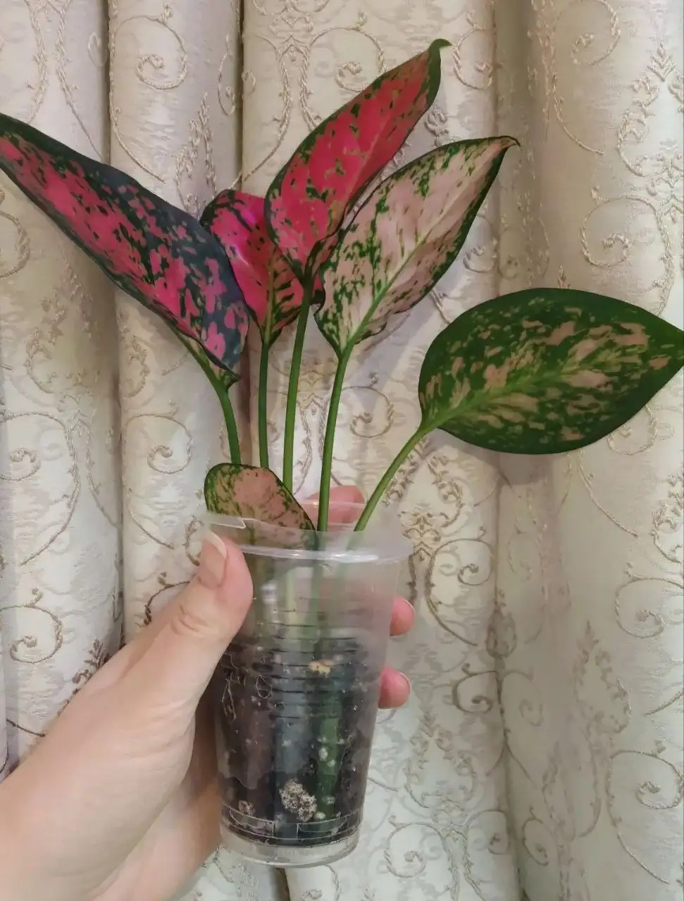 Аглаонема споттед стар - Растения (Хобби и отдых) в Чита