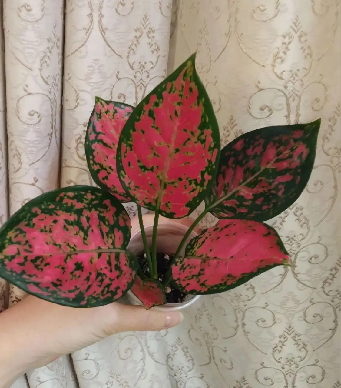 Аглаонема споттед стар - Растения (Хобби и отдых) в Чита