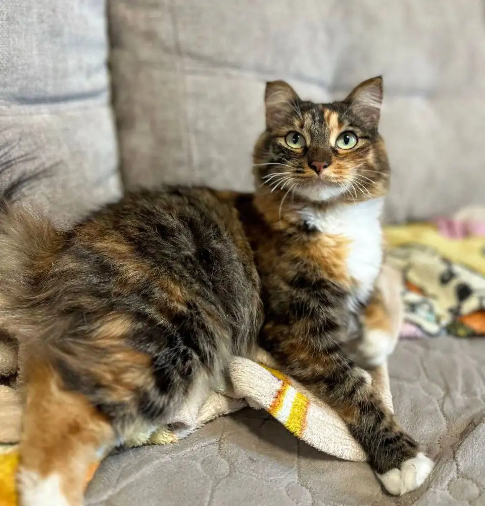 Трехцветная кошечка Белочка ищет дом - Кошки (Животные) в Чита