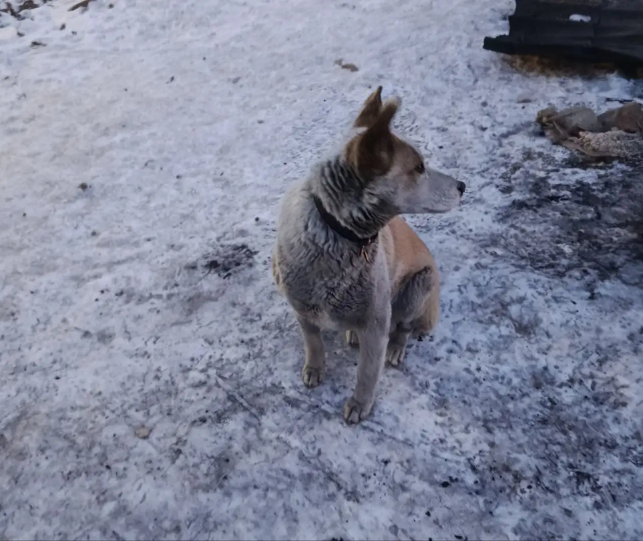 Отдам в ответственные руки молодую собаку в Чите - Собаки (Животные) в Чита