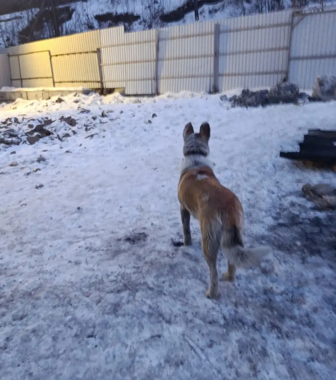 Отдам в ответственные руки молодую собаку в Чите - Собаки (Животные) в Чита