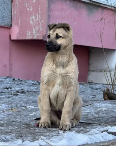 Ищет дом и надёжных хозяев мальчик - Собаки в Чита
