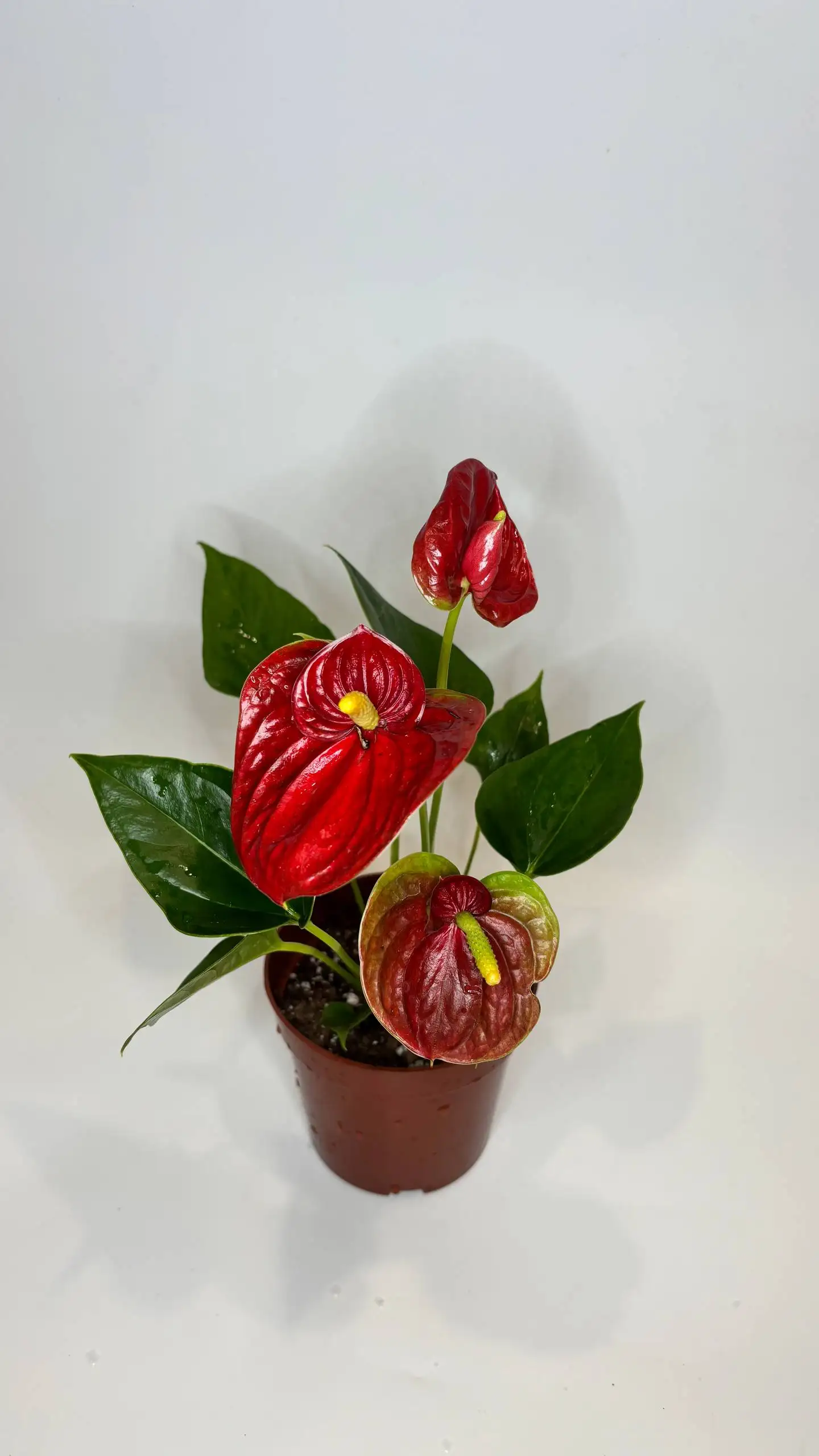 Продажа антуриумов разных сортов - Растения (Хобби и отдых) в Чита