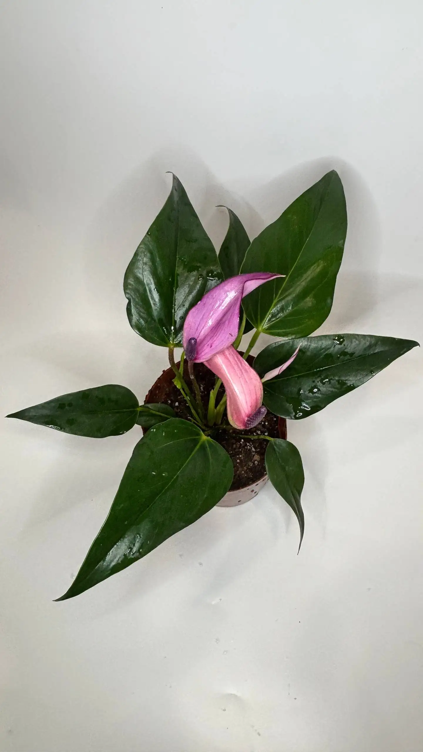 Продажа антуриумов разных сортов - Растения (Хобби и отдых) в Чита