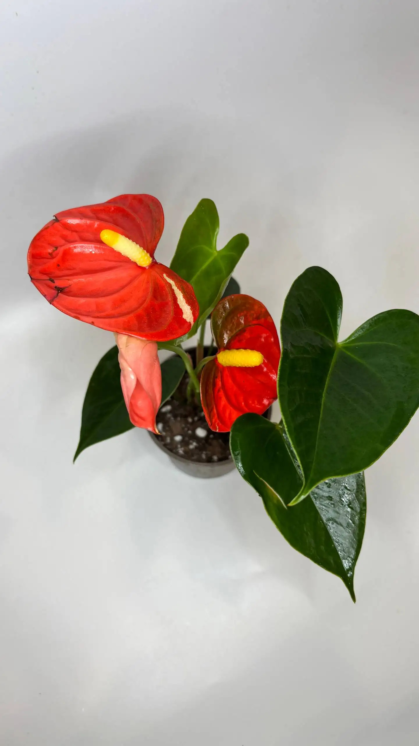 Продажа антуриумов разных сортов - Растения (Хобби и отдых) в Чита