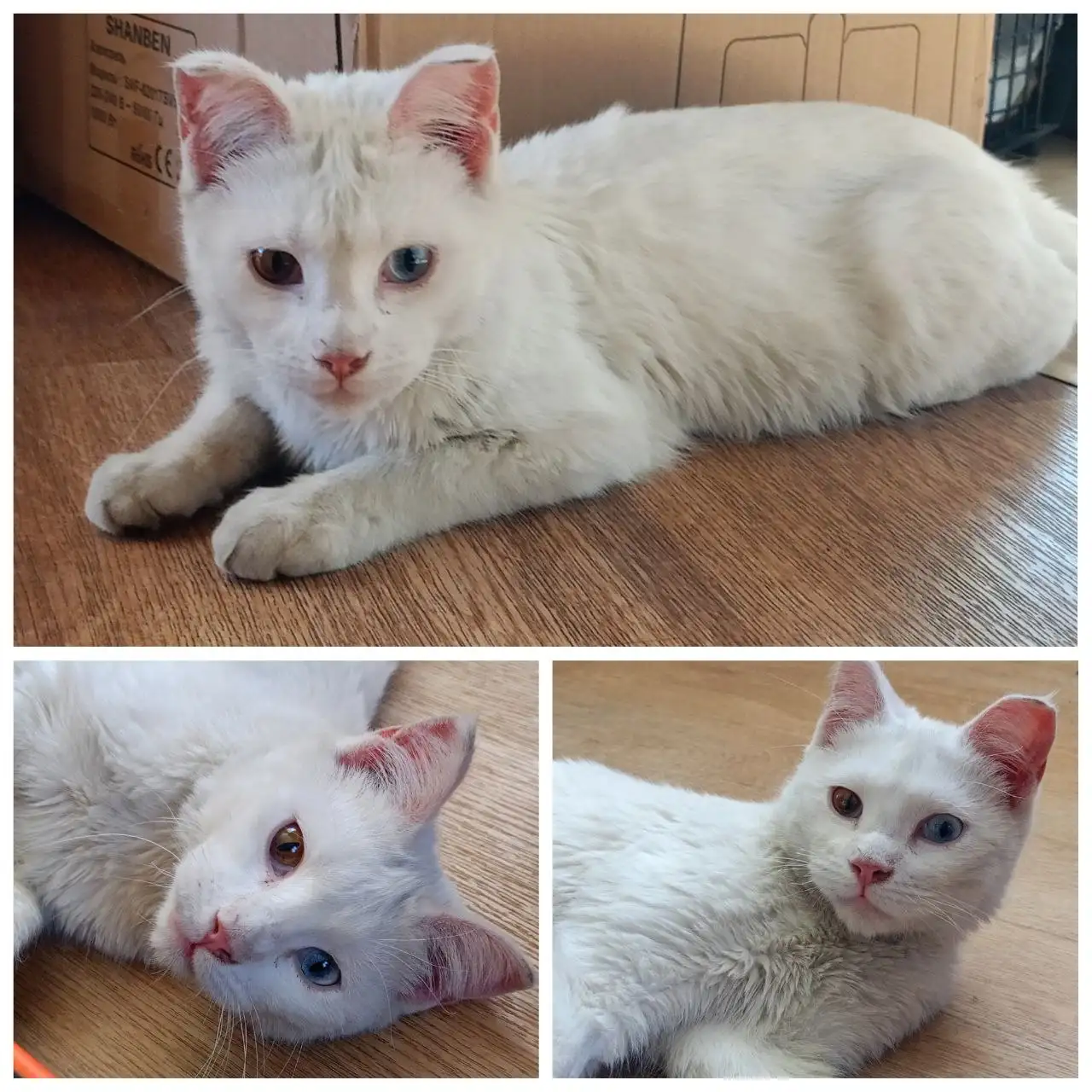 Глухой котик ищет любящий дом - Кошки (Животные) в Чита