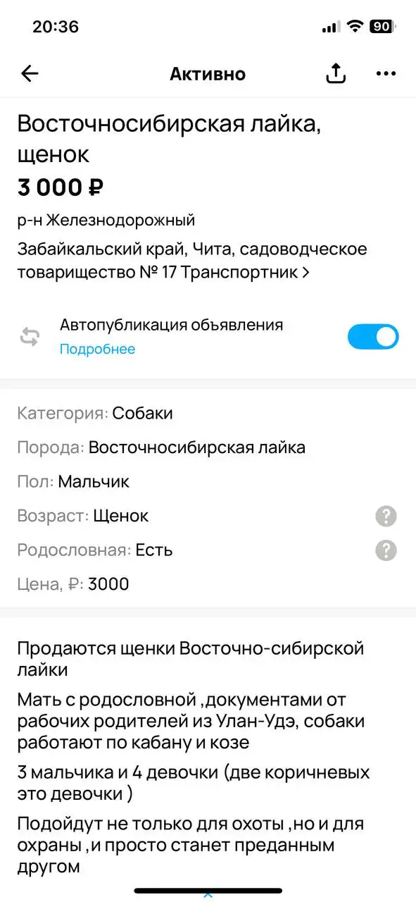 Щенки ВСЛ в Чите - Собаки (Животные) в Чита