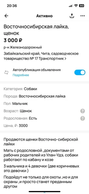 Щенки ВСЛ в Чите - Собаки в Чита