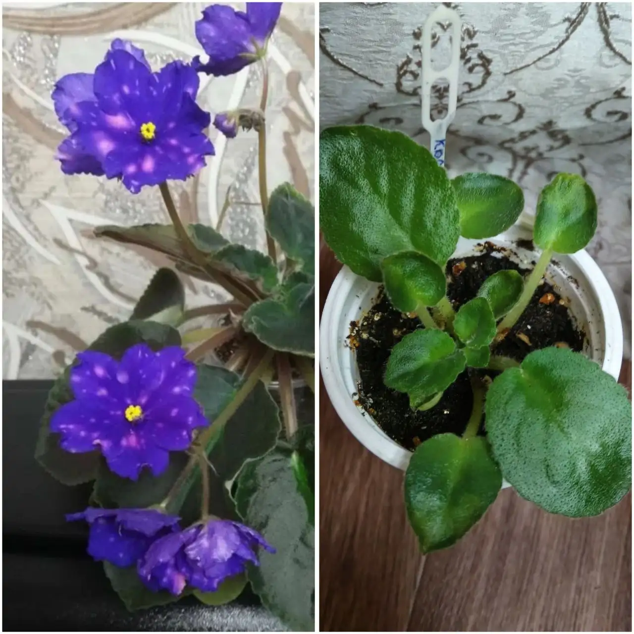 Фиалка детка - Растения (Хобби и отдых) в Чита