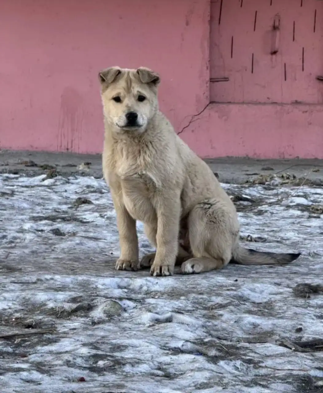 Крупная девочка ищет дом и надёжных хозяев - Собаки (Животные) в Чита