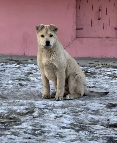 Крупная девочка ищет дом и надёжных хозяев - Птица в Чита