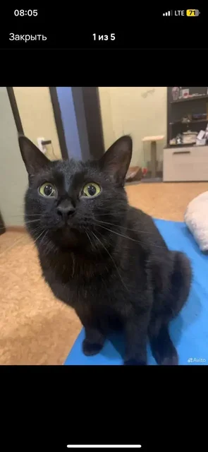 Котик в добрые руки - Кошки в Чита