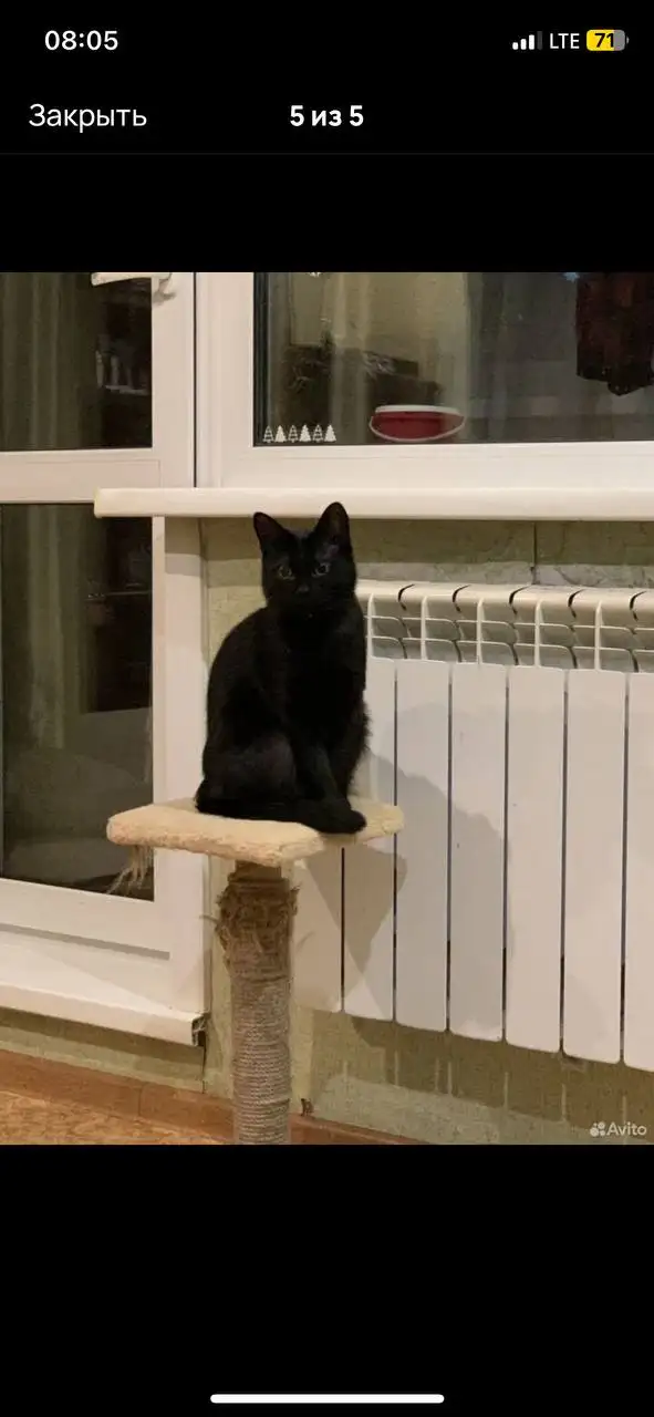 Котик в добрые руки - Кошки (Животные) в Чита