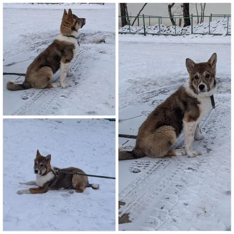 Девочка 4 месяца, привита, с охранными качествами - Птица в Чита