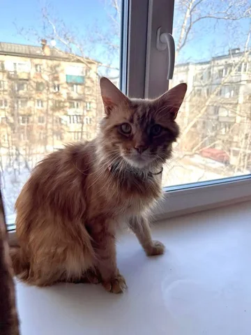 Отдам в добрые руки кота породы Мейнкун - Птица в Чита