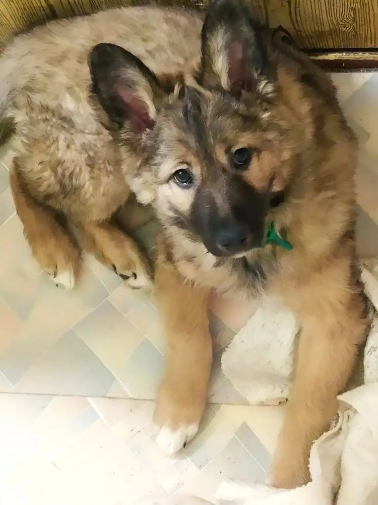 Щенок малыш-крепыш для охраны и уличного содержания - Собаки (Животные) в Чита