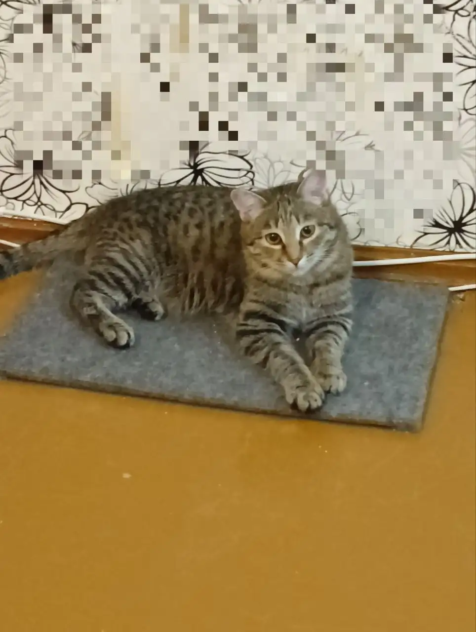 ЗаМУРчательный молодой котик ищет семью - Кошки (Животные) в Чита