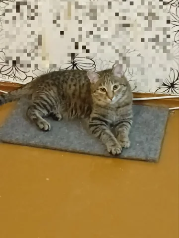 ЗаМУРчательный молодой котик ищет семью - Благотворительность в Чита