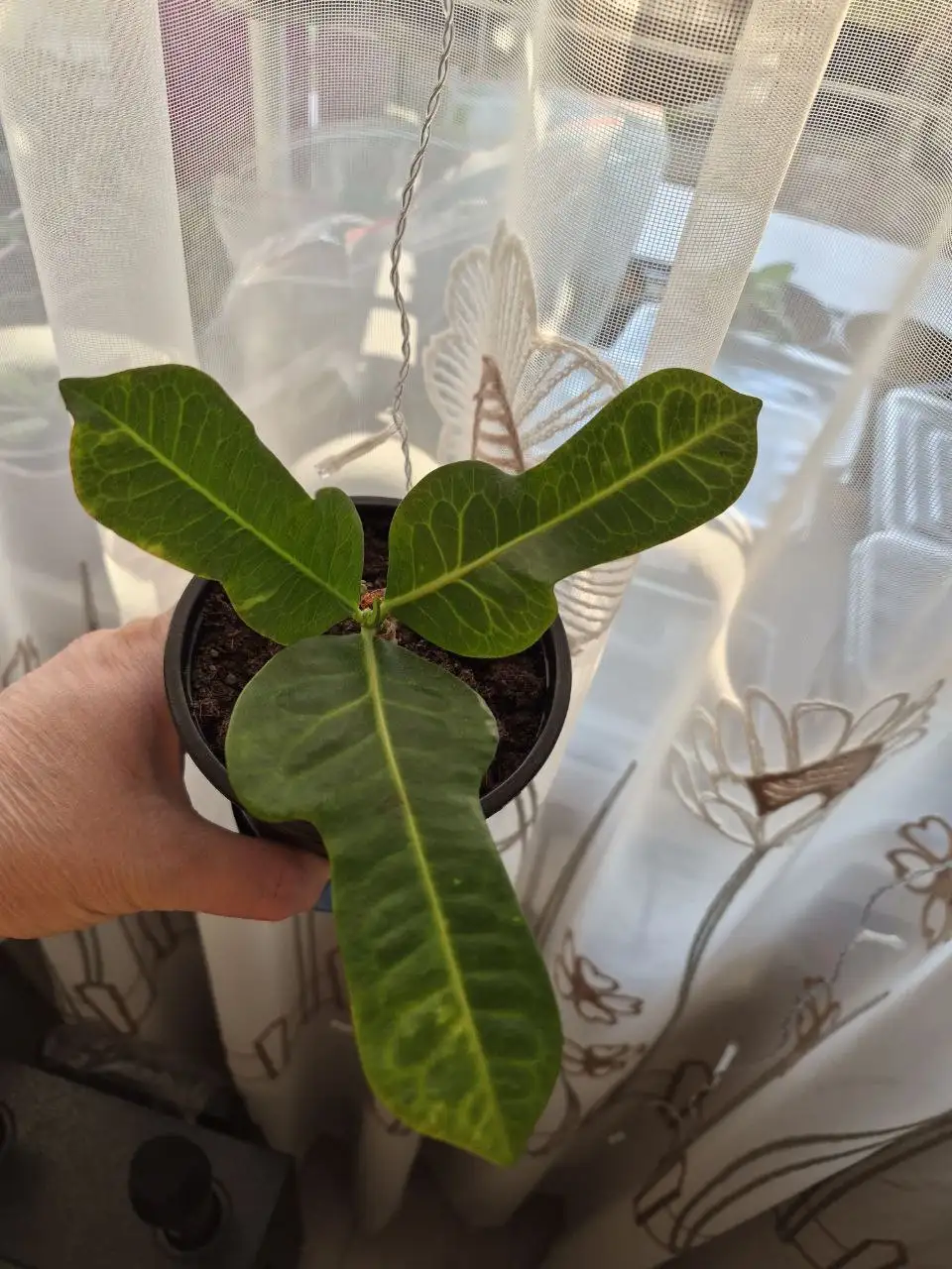 Продам кротон - Растения в Чита